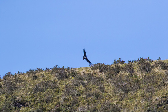 Andean Condor KAC8427