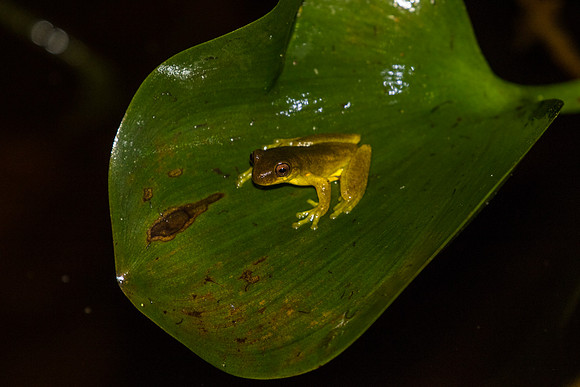 Executioner Clownfrog KAC0758