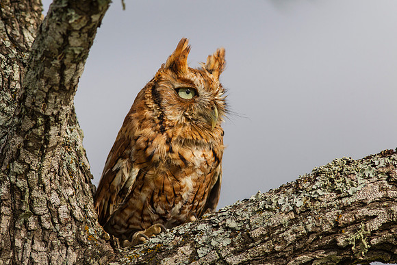 Eastern screech-owl KAC7330