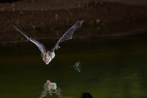 Pallid Bat KAC8886