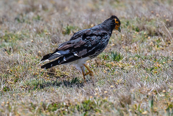 Carunculated caracara KAC8615