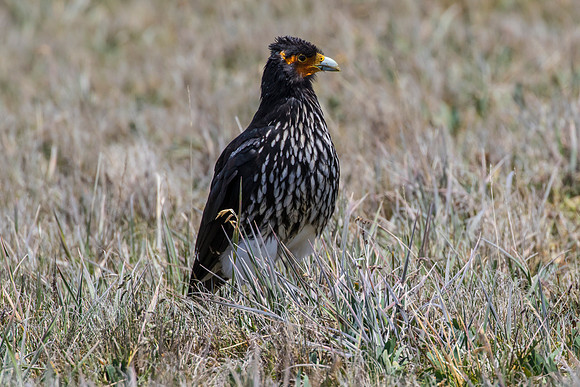 Carunculated caracara KAC8640