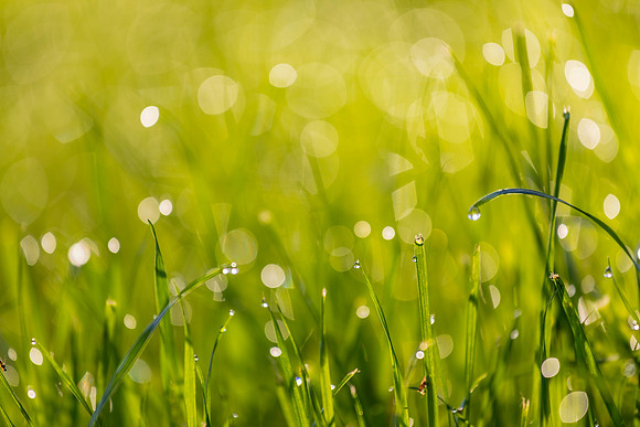 Grass Morning Spring KAC0581