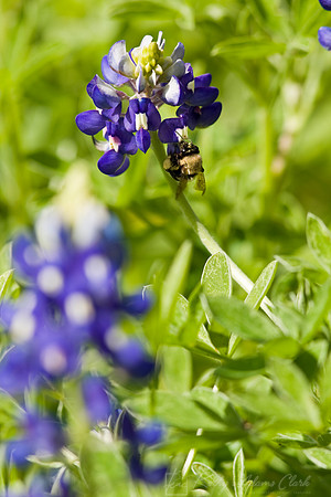 Bluebonnet with bee KAC6862