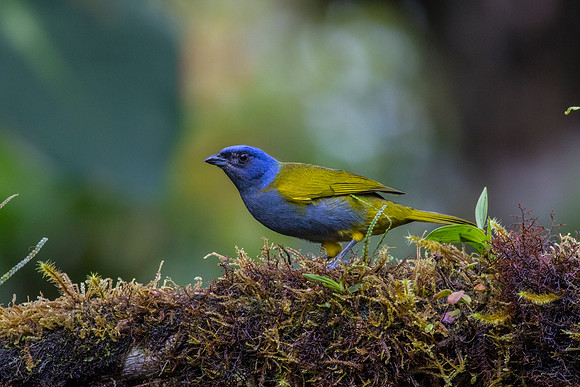 Blue-capped tanager KAC9827