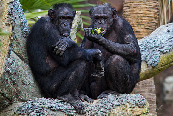 Chimpanzee KAC9258