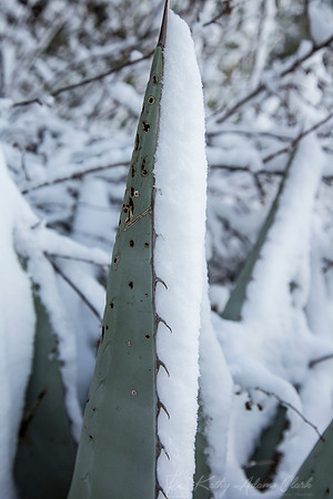 Havard Agave Snow KAC0054
