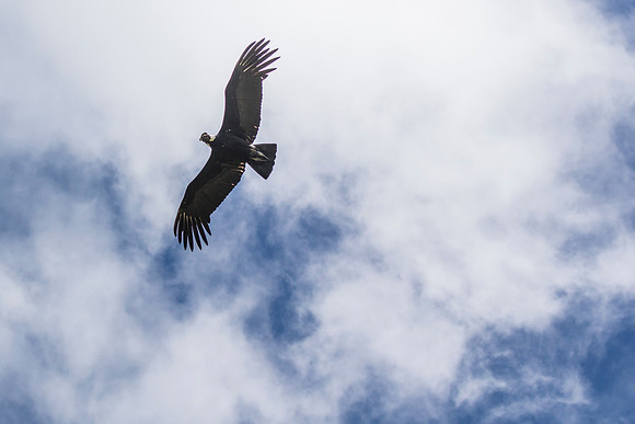 Andean Condor KAC8499