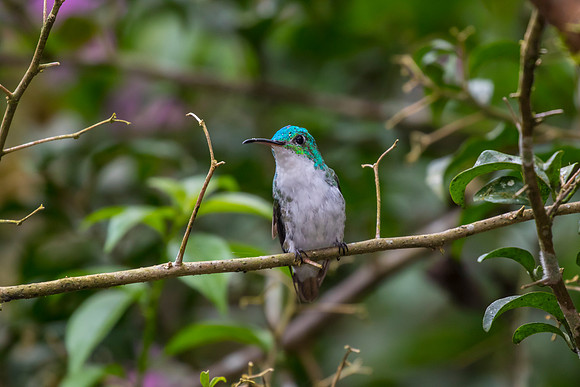 Andean emerald hummingbird KAC0888
