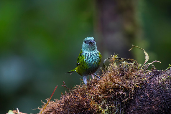 Black-capped tanager KAC0017