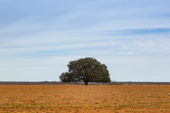 5 Tree in a field KAC8568