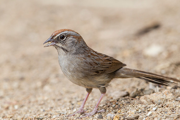 Rufous-crowned sparrow KAC8723
