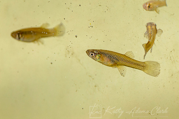 Minnows guppies KAC9721