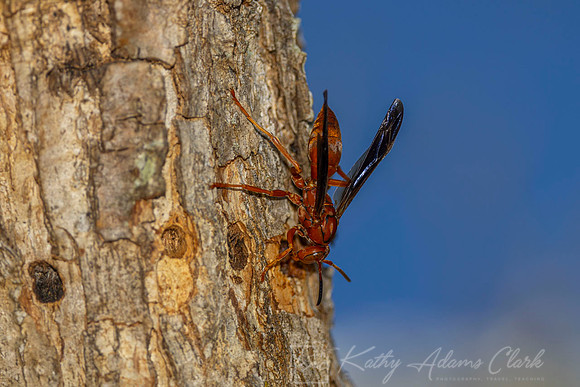 Red Wasp Sapsucker holes KAC1757