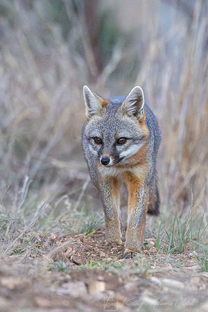 Gray fox KAC2147-Enhanced-NR