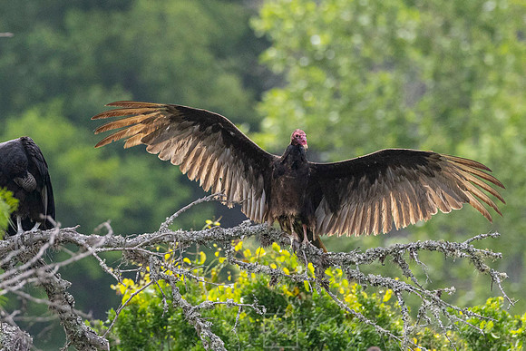Black vulture KAC5977