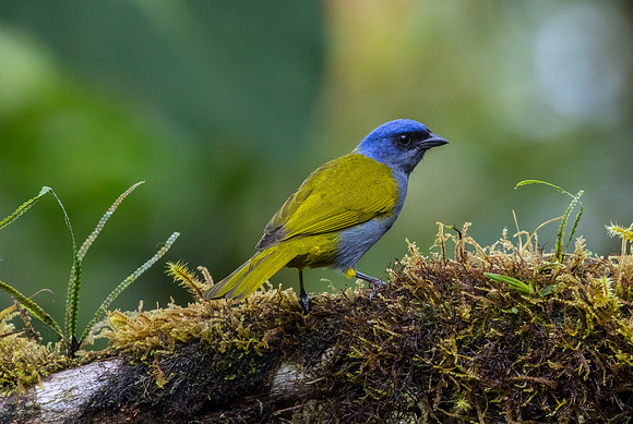 Blue-capped tanager KAC9857