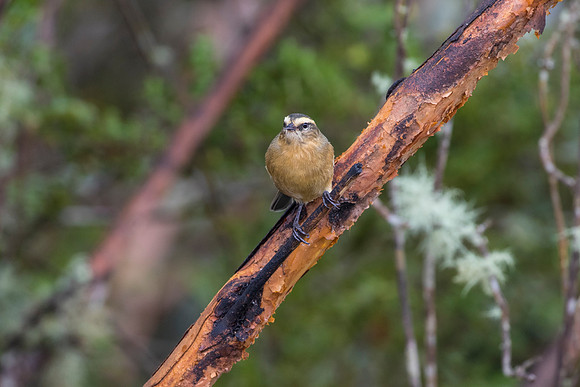 Cinereous conebill KAC0679