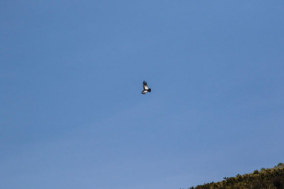 Andean Condor KAC8464