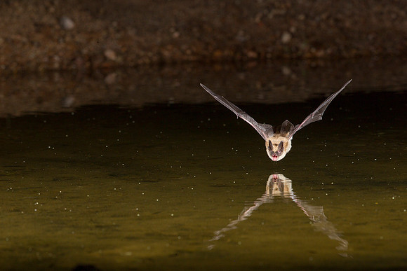 Arizona myotis Bat KAC9553