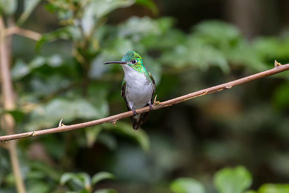 Andean emerald hummingbird KAC0891