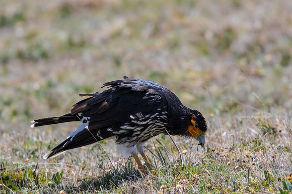 Carunculated caracara KAC8604