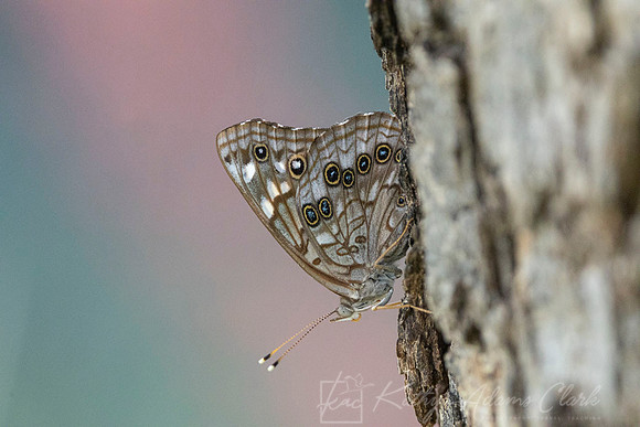 Hackberry emperor KAC0567