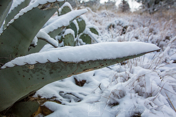 Havard Agave Snow KAC0050