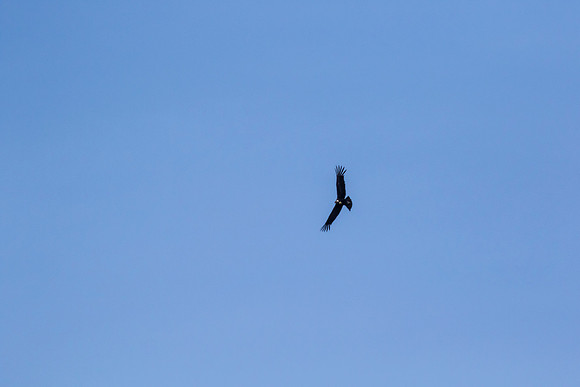 Andean Condor KAC8437