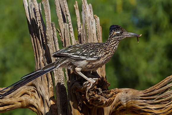 Greater roadrunner KAC9005
