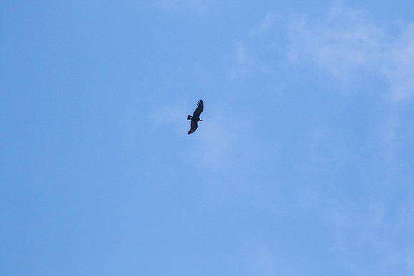 Andean Condor KAC8350