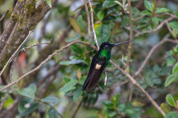 Buff-winged starfrontlet KAC0689