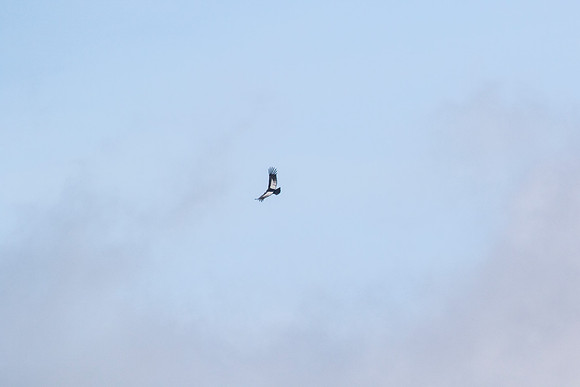 Andean Condor KAC8373