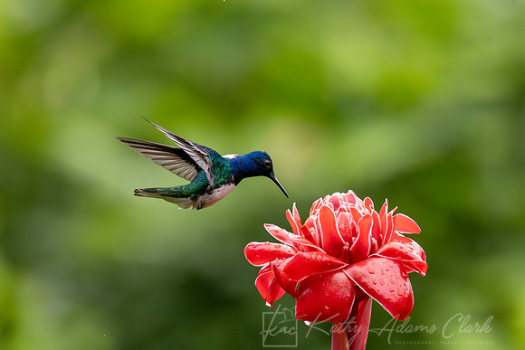 White-necked jacobin hummingbird KAC5655-Enhanced-NR