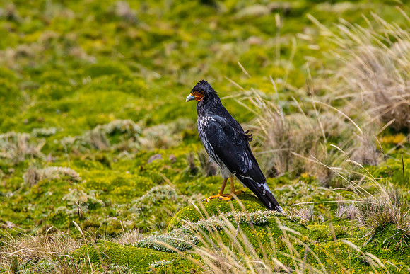 Carunculated caracara KAC8741