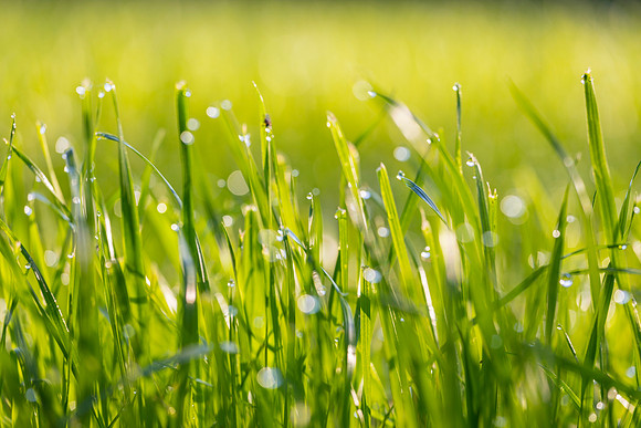 Grass Morning Spring KAC0566