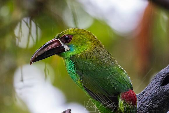 Crimson-rumped toucanet KAC9740