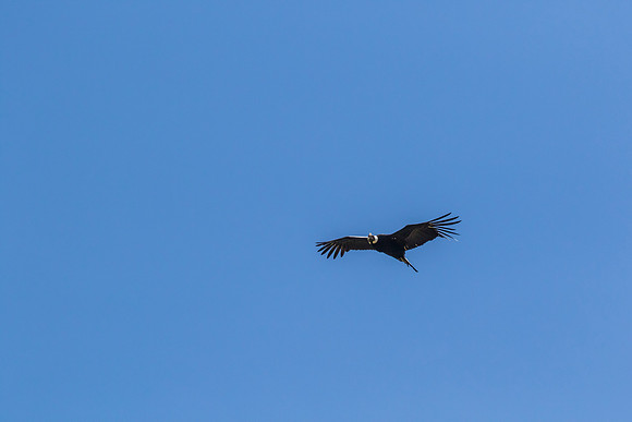 Andean Condor KAC8489