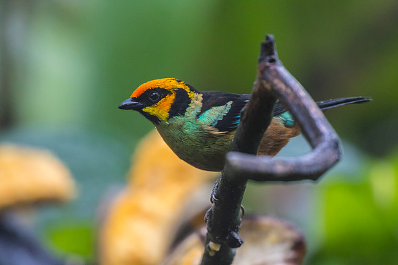 Flame-faced tanager KAC9970