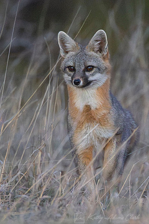 Gray fox KAC2384-Enhanced-NR