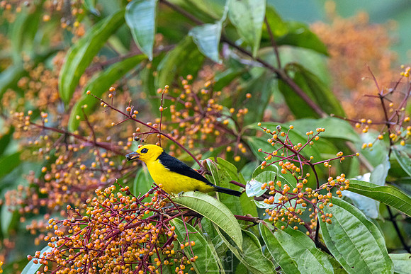 Black-and-yellow tanager KAC6249