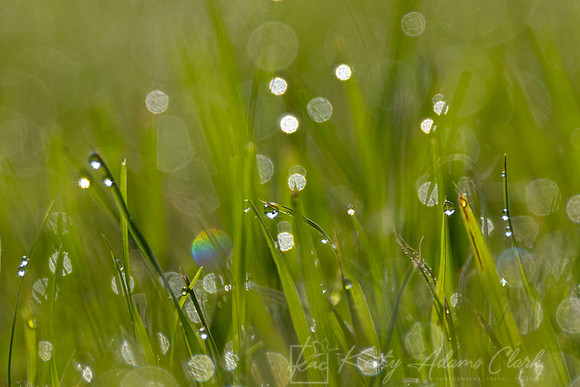 Grass dew KAC7555