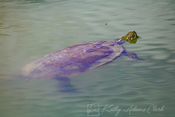 Texas River Cooter KAC2876