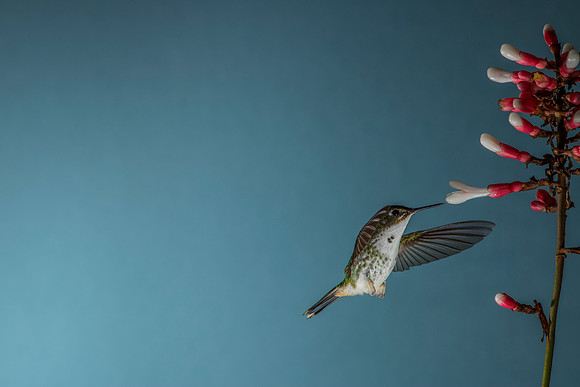 Booted racket-tail hummingbird KAC0471