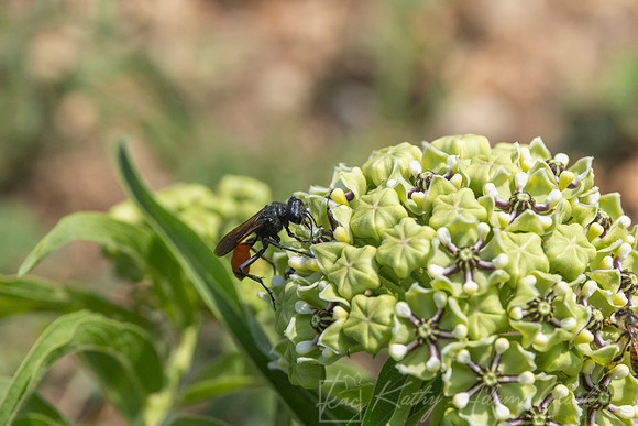 Wasp Species KAC5500