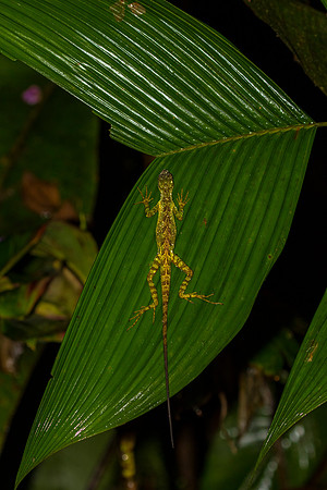 Equatorial Anole KAC0477