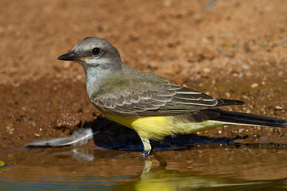 Western kingbird KAC1499
