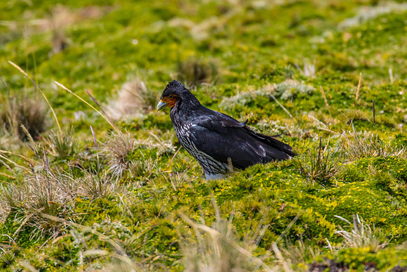 Carunculated caracara KAC8747