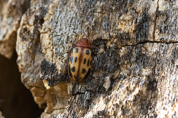 Cottonwood leaf beetle KAC9862