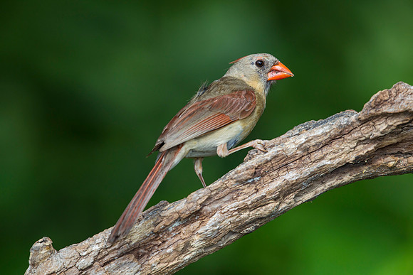 Northern cardinal KAC7902